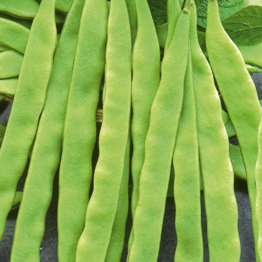 Stangenbohne Helda - Willemse