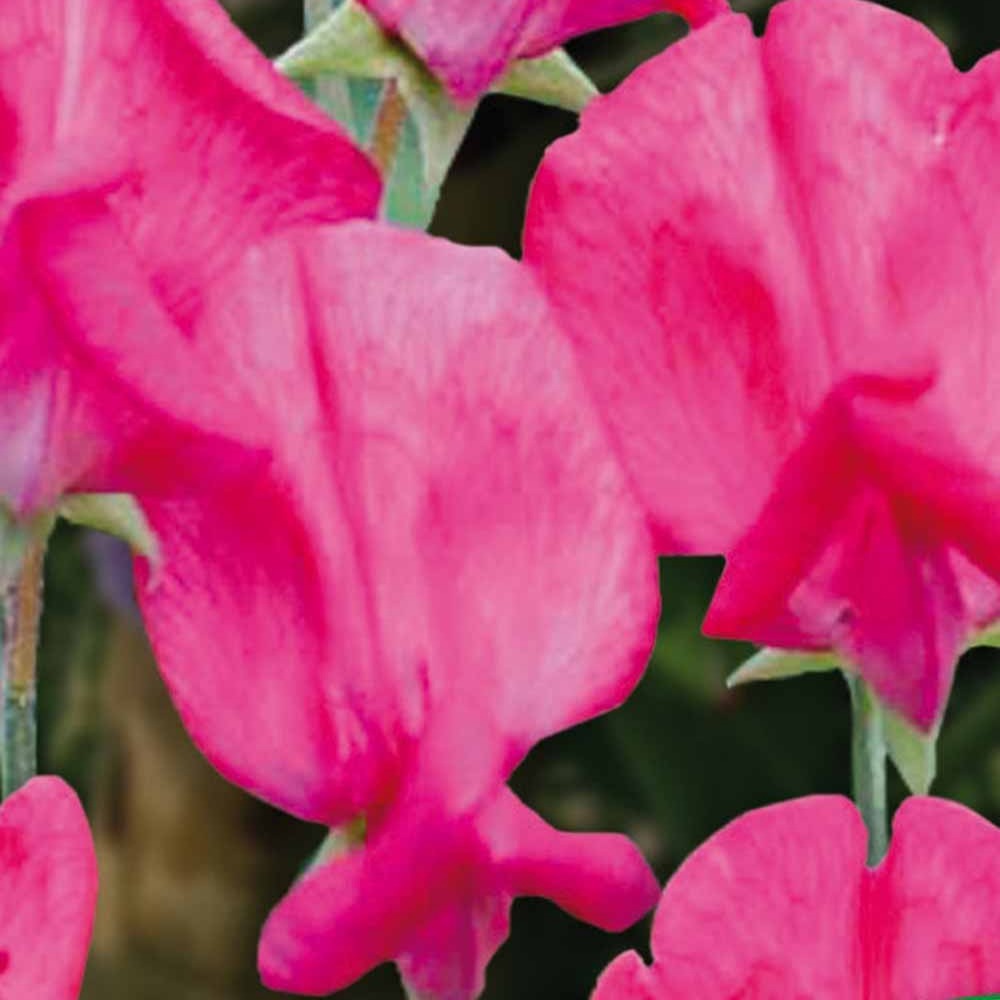 Duftwicke ‘King Edward VII’ - Lathyrus odoratus grandiflorus king edward the 7th 1903 - Willemse