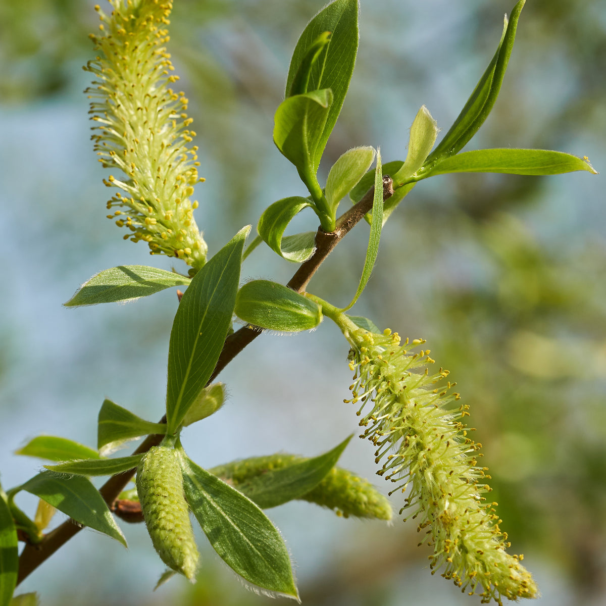 Silberweide - Salix alba - Willemse