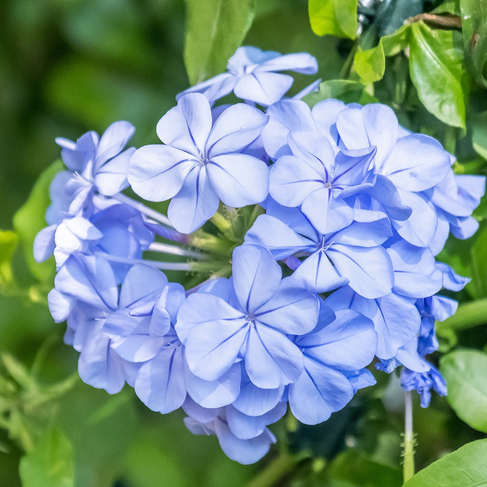 Bleiwurz - Plumbago auriculata - Willemse