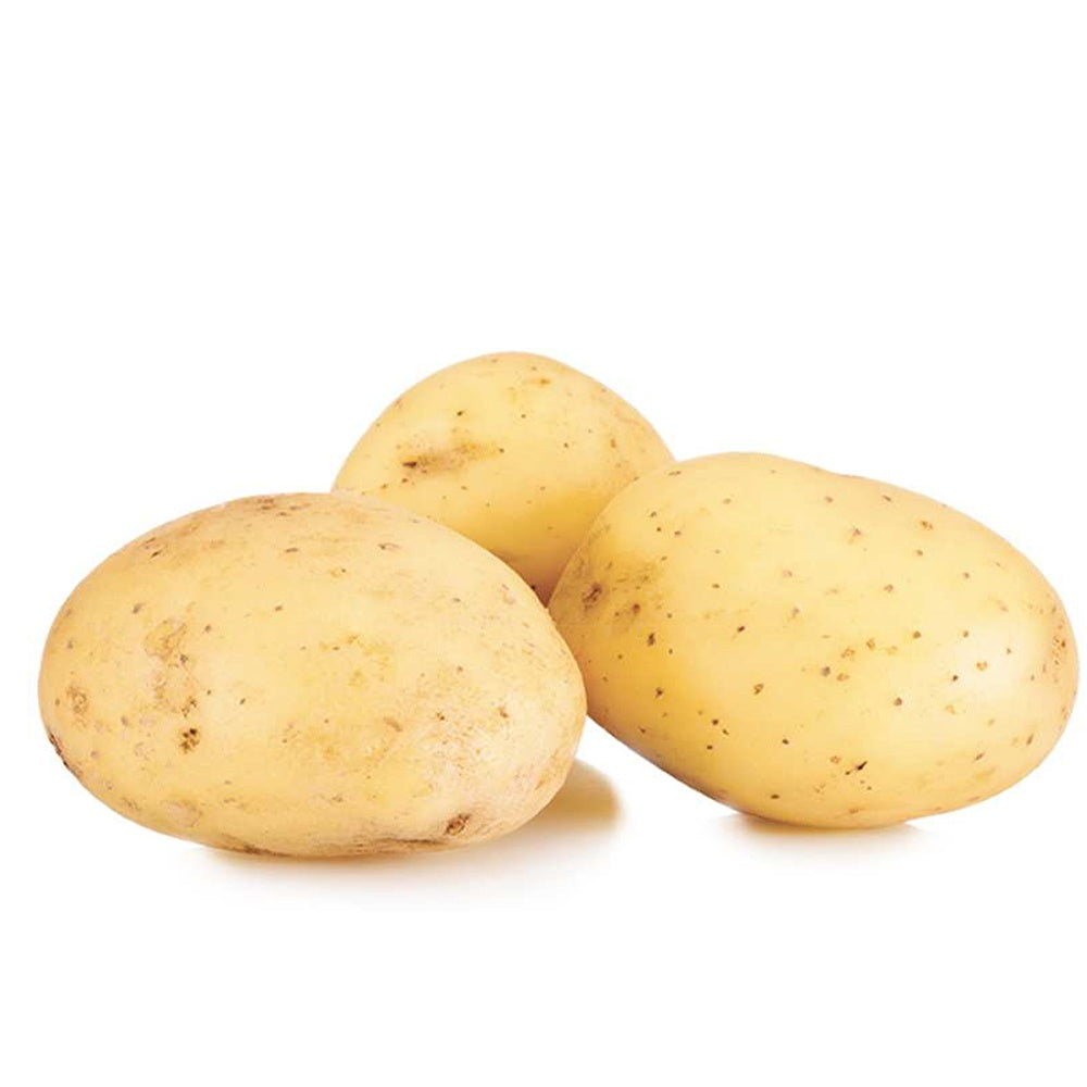 Etincelle-Kartoffeln (x25) - Solanum tuberosum etincelle - Willemse