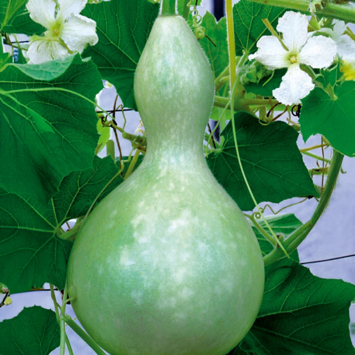 Cucurbita Feldflasche Jahresflasche oder Pilgerflasche - Cucurbita siceraria gourde bouteille - Willemse