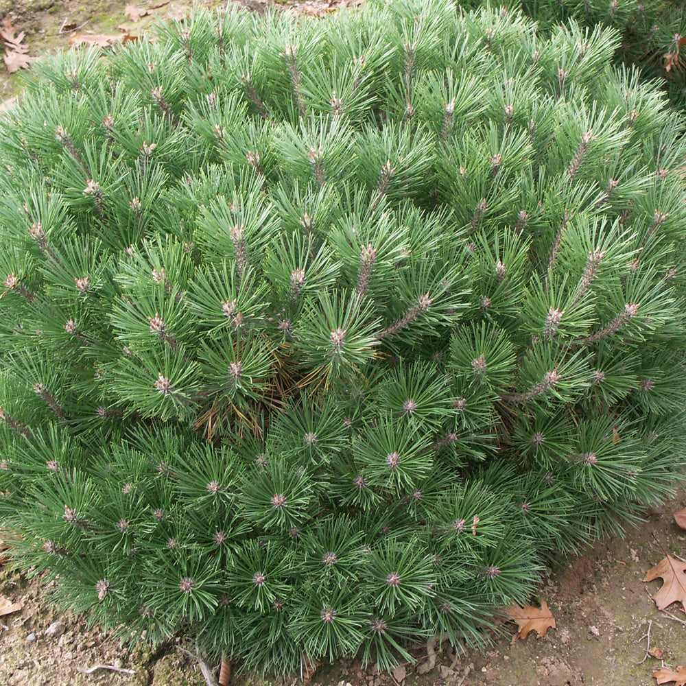 Zwergkiefer Pierrick Brégeon - Pinus nigra Pierrick Brégeon - Willemse