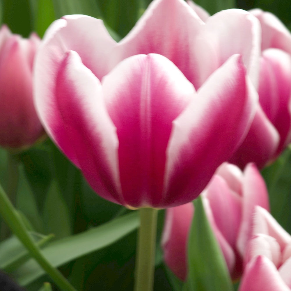 Triumph-Tulpen Synaeda Blue (x10) - Tulipa Synaeda Blue - Willemse