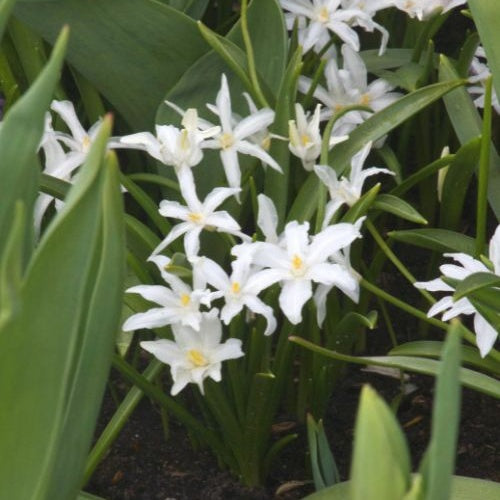 Schneeglanz Luciliae Alba (x20) - Chionodoxa Luciliae Alba - Willemse