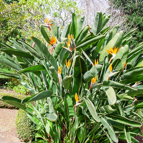 Strelitzia reginae - Paradiesvogelblume - Paradiesvogelblume Strelitzia - Strelitzia reginae