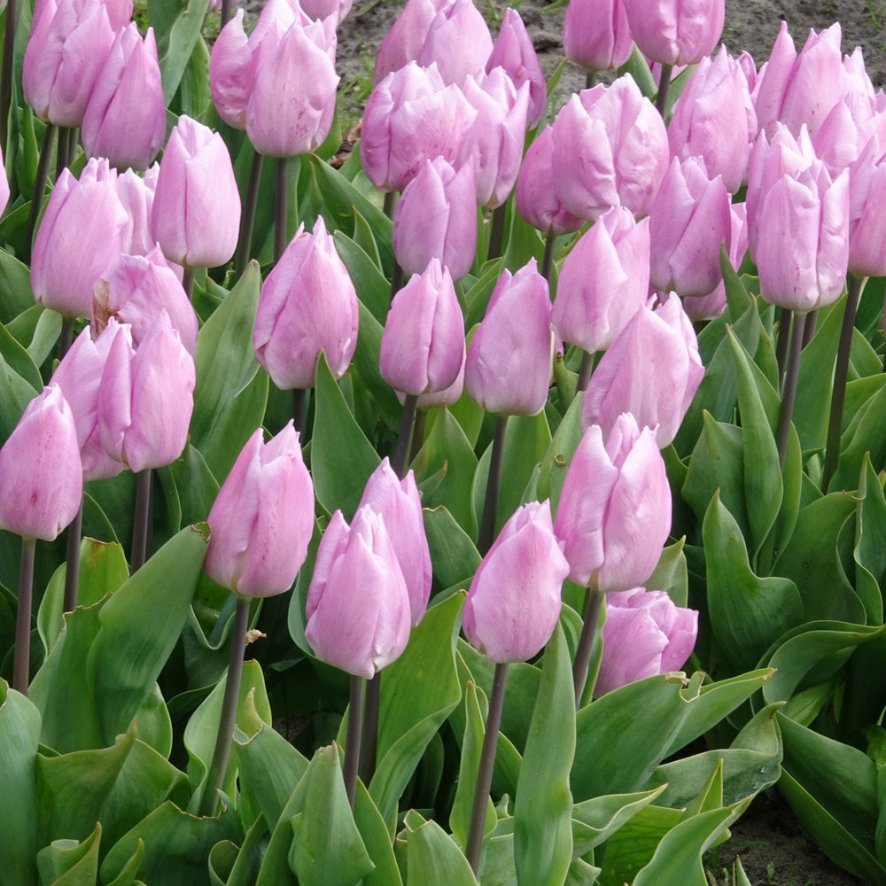 Triumph-Tulpen Candy Prince - Willemse