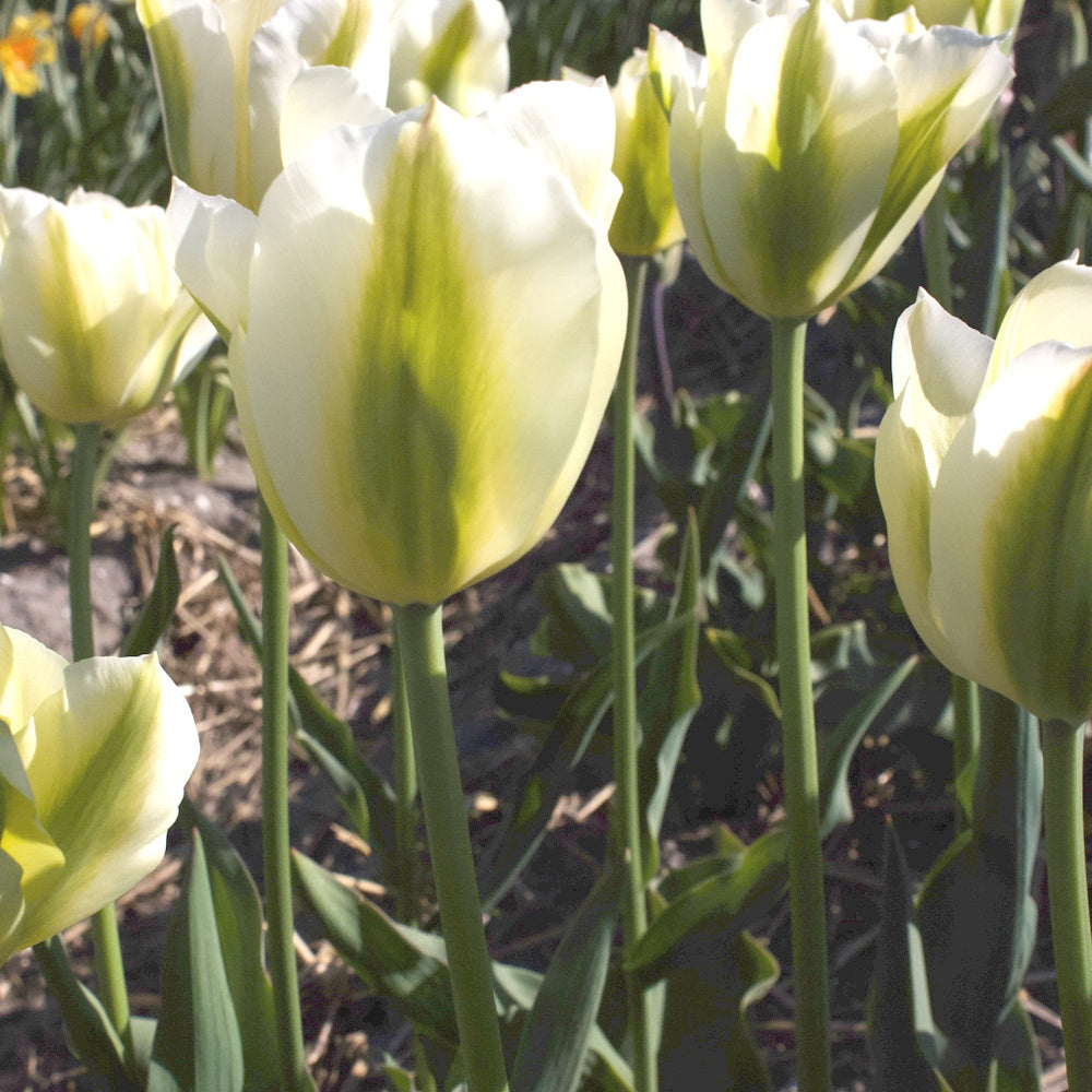 Triumph-Tulpen Green Spirit - Tulipa 'green spirit' - Willemse