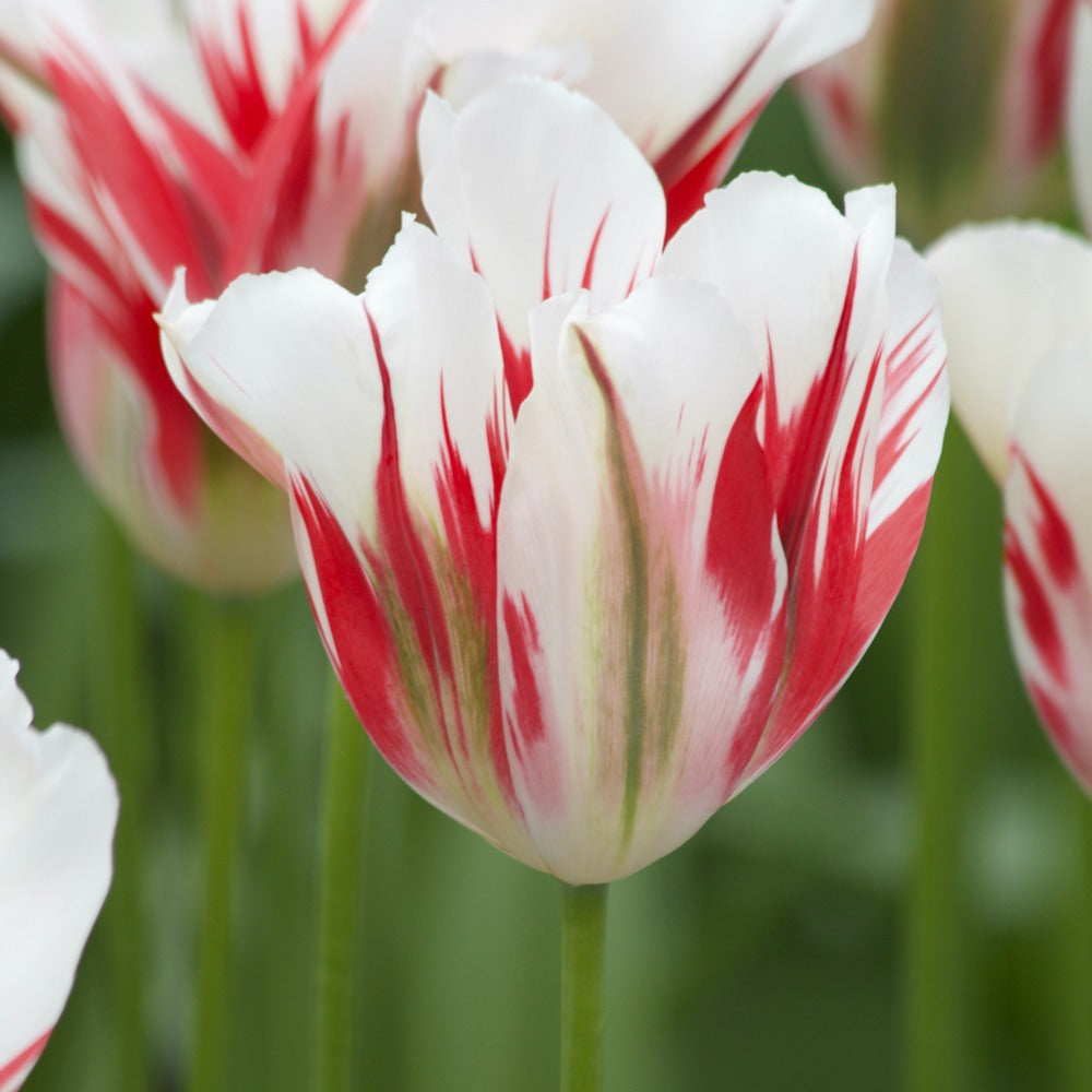 Viridiflora-Tulpen Flaming Spring Green - Tulipa 'flaming spring green' - Willemse