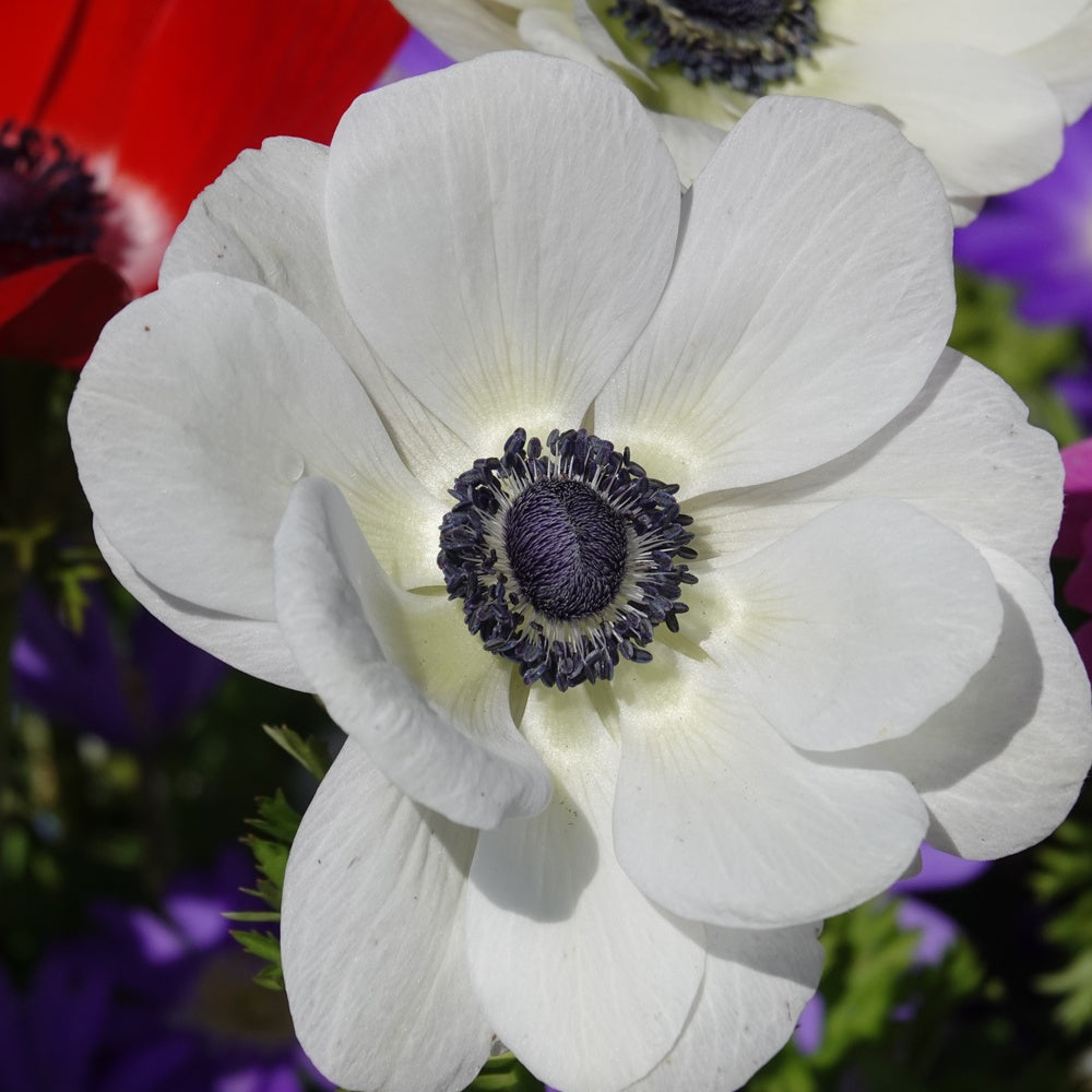 Anemonen coronaria - 'The Bride' - Anemone coronaria 'the bride' - Willemse