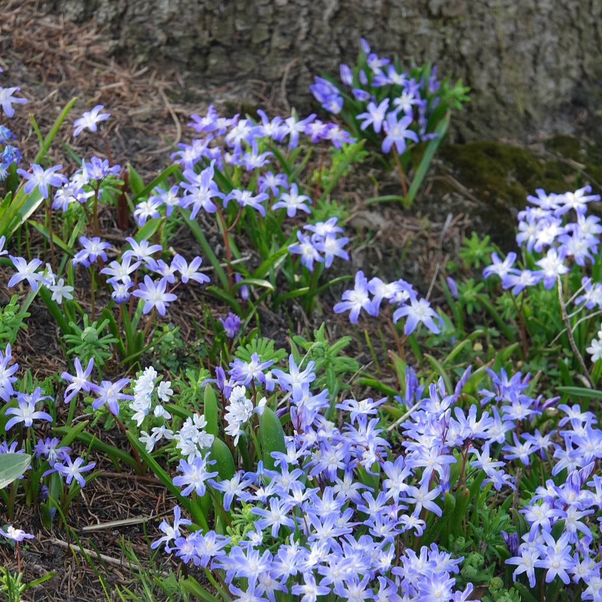 Schneeglanz ‘Forbesii’ (x20) - Willemse