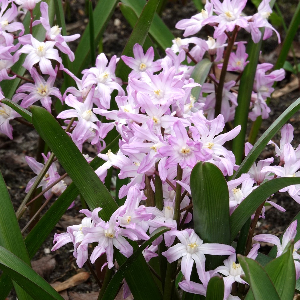 Schneeglanz Pink Giant - Willemse