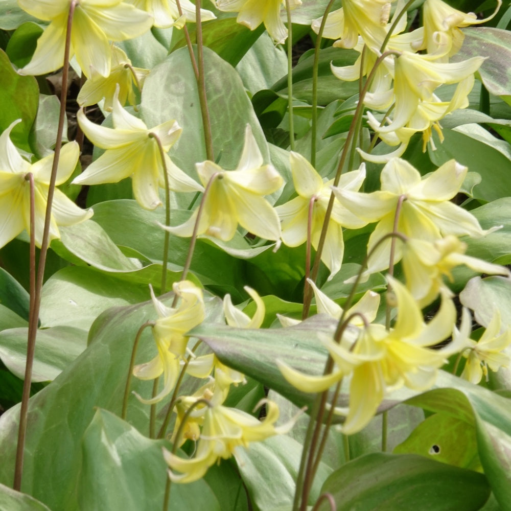 Hundszahn-Lilie 'Pagoda' - Willemse