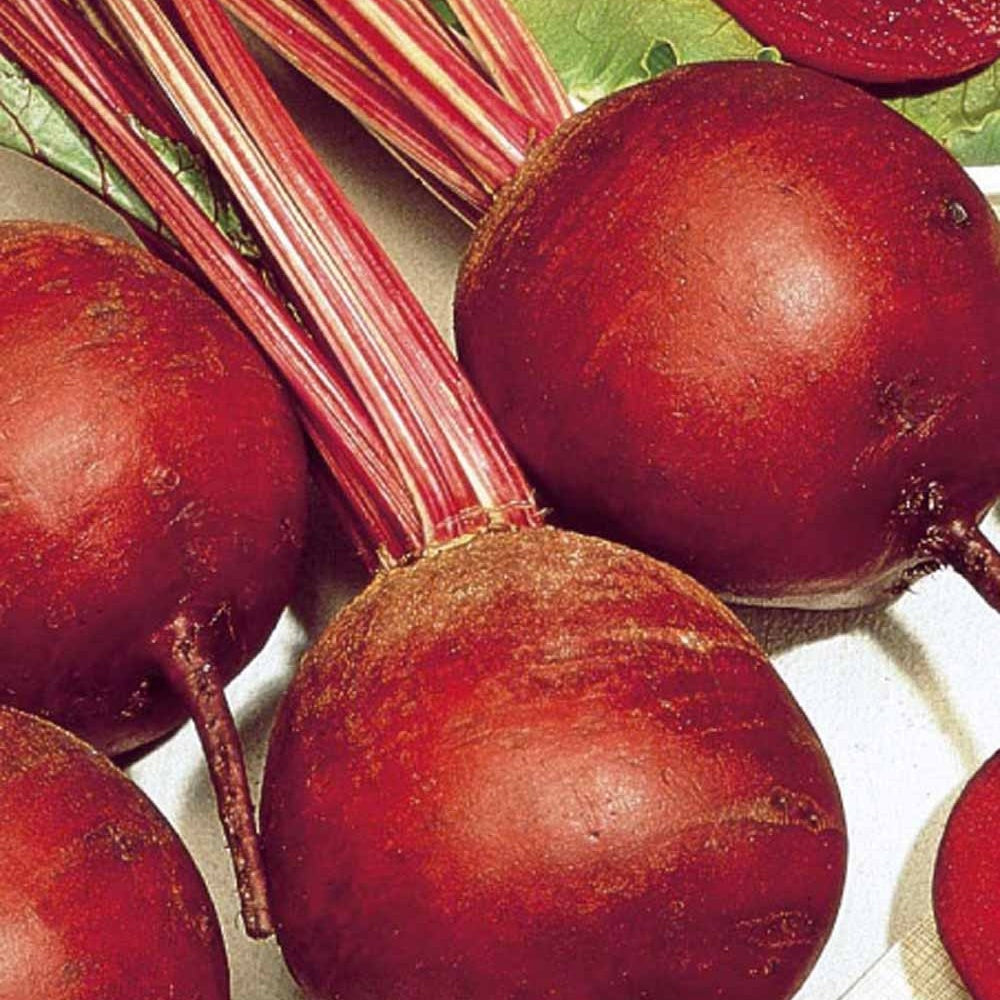 Rote Beete 'Kogel 2' - Beta vulgaris kogel 2 - Saatgut