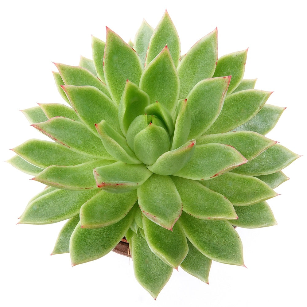 Sukkulente Echeveria agavoides - Echeveria agavoides - Kaktus
