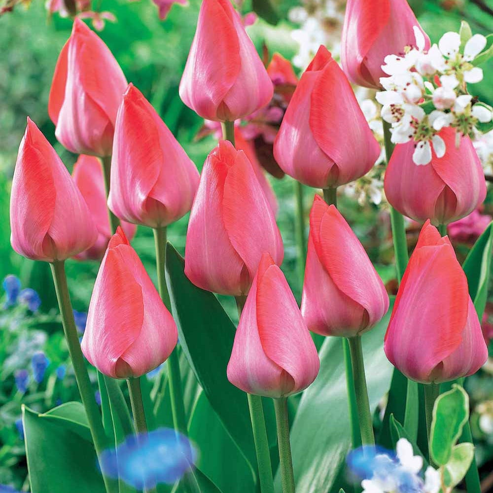 Tulpen 'Van Eijk' (x10) - Tulipa Van Eijk - Willemse