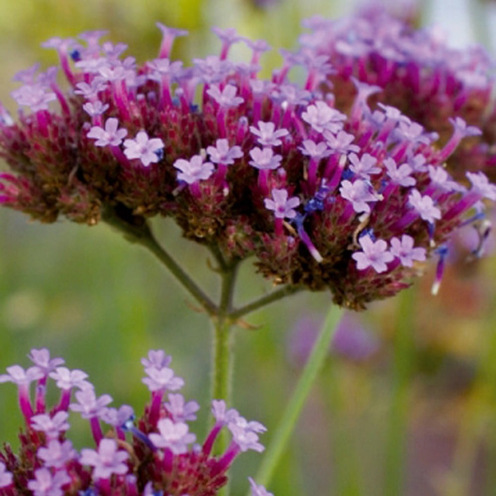 Verkauf Patagonisches Eisenkraut - Verbena bonariensis