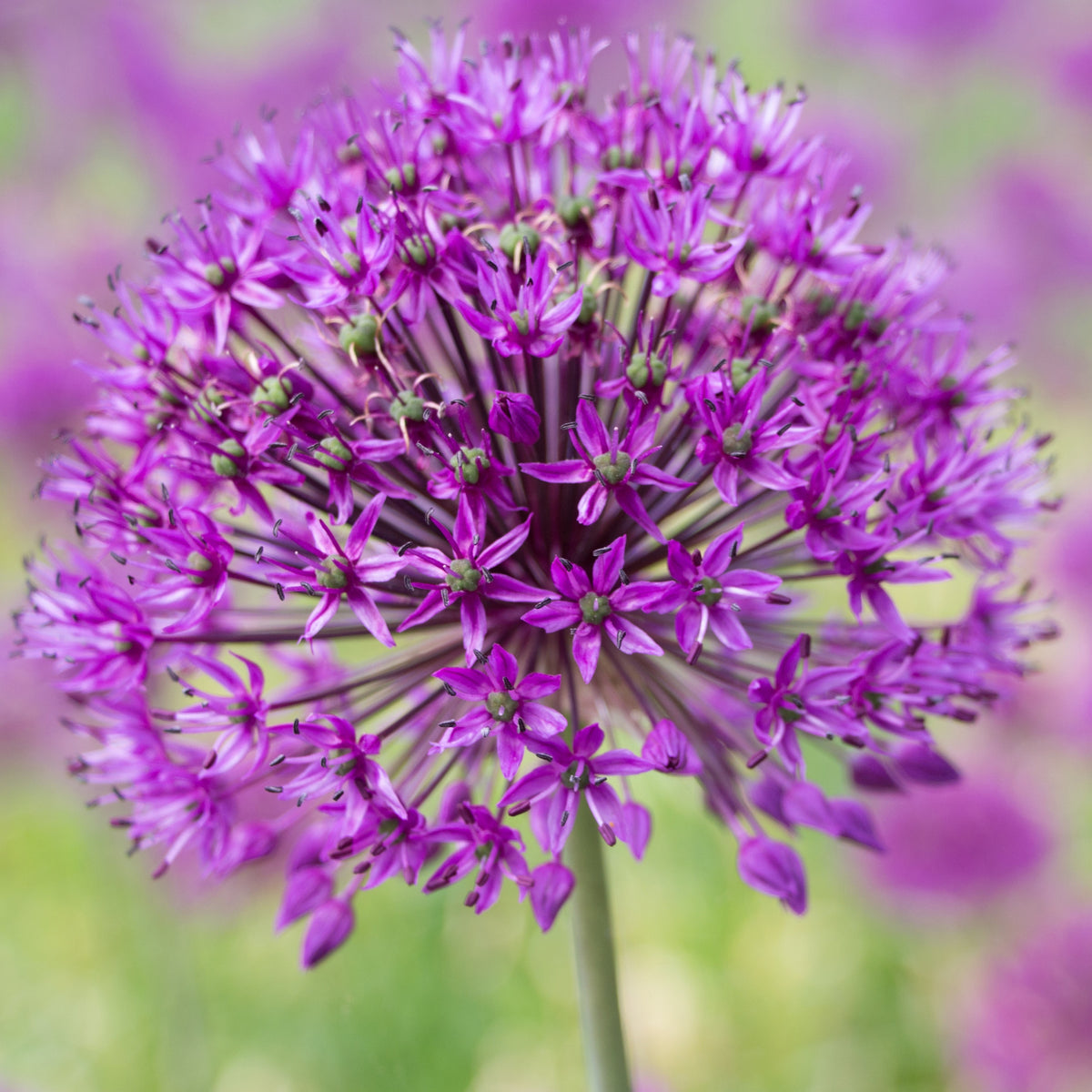 Zierlauch 'Purple Sensation' (x10) - Allium aflatunense purple sensation