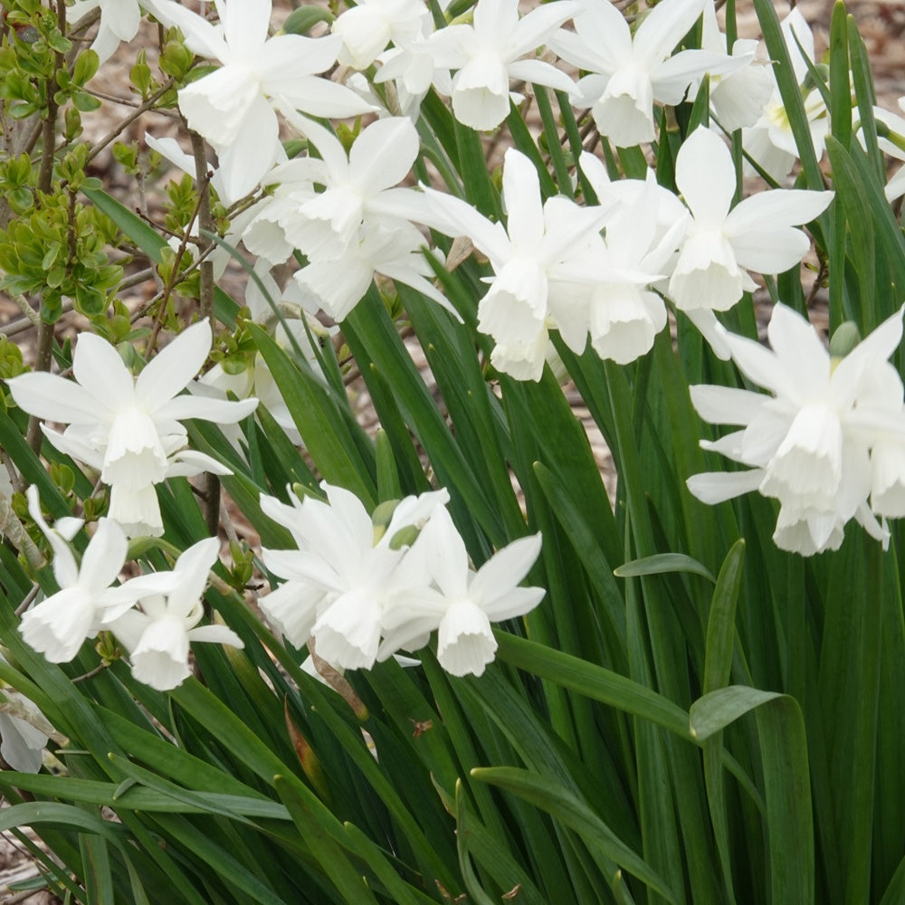 Narzisse 'Thalia' (x5) - Narcissus 'thalia'