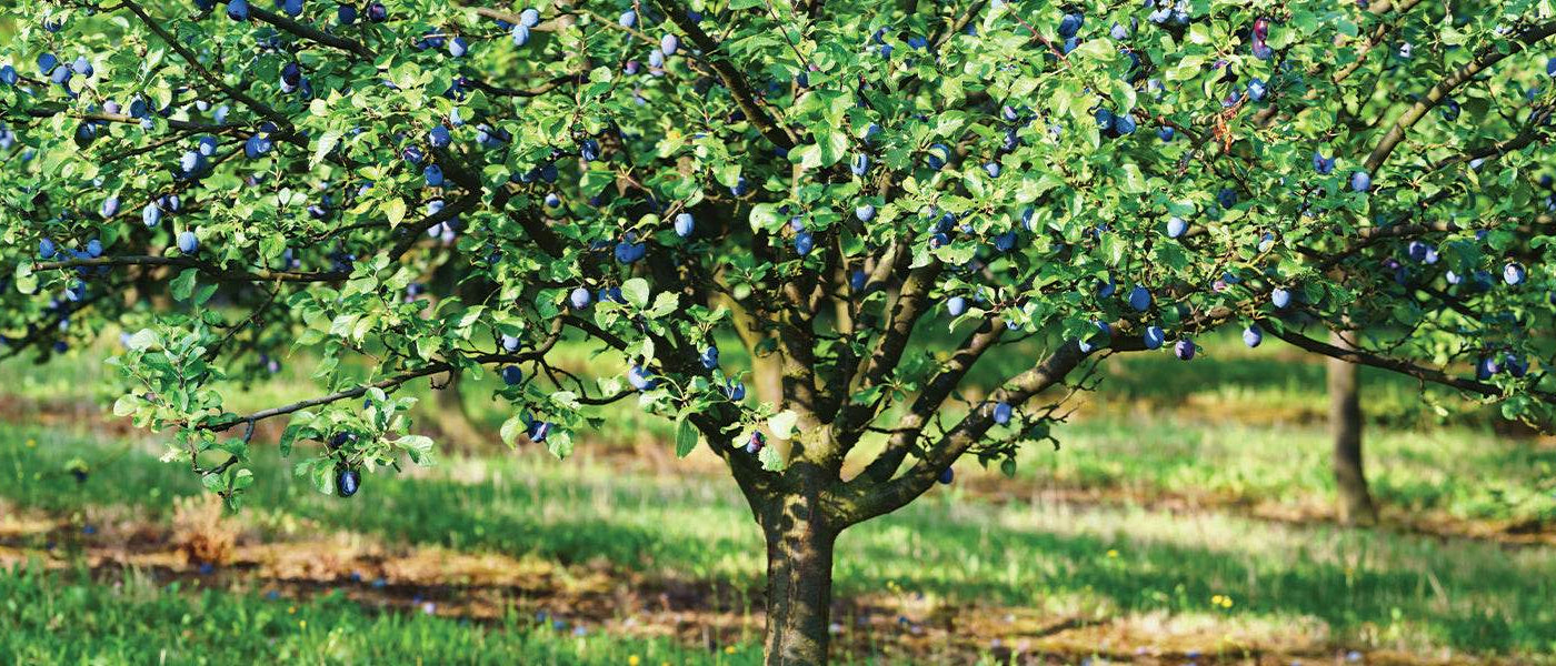 Zwetschgenbaum