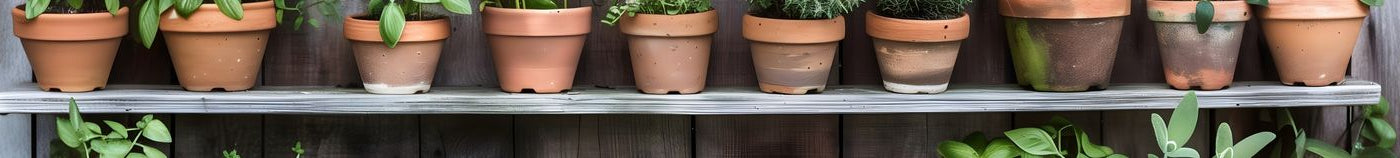 Aromatische Kräuter für die Terrasse
