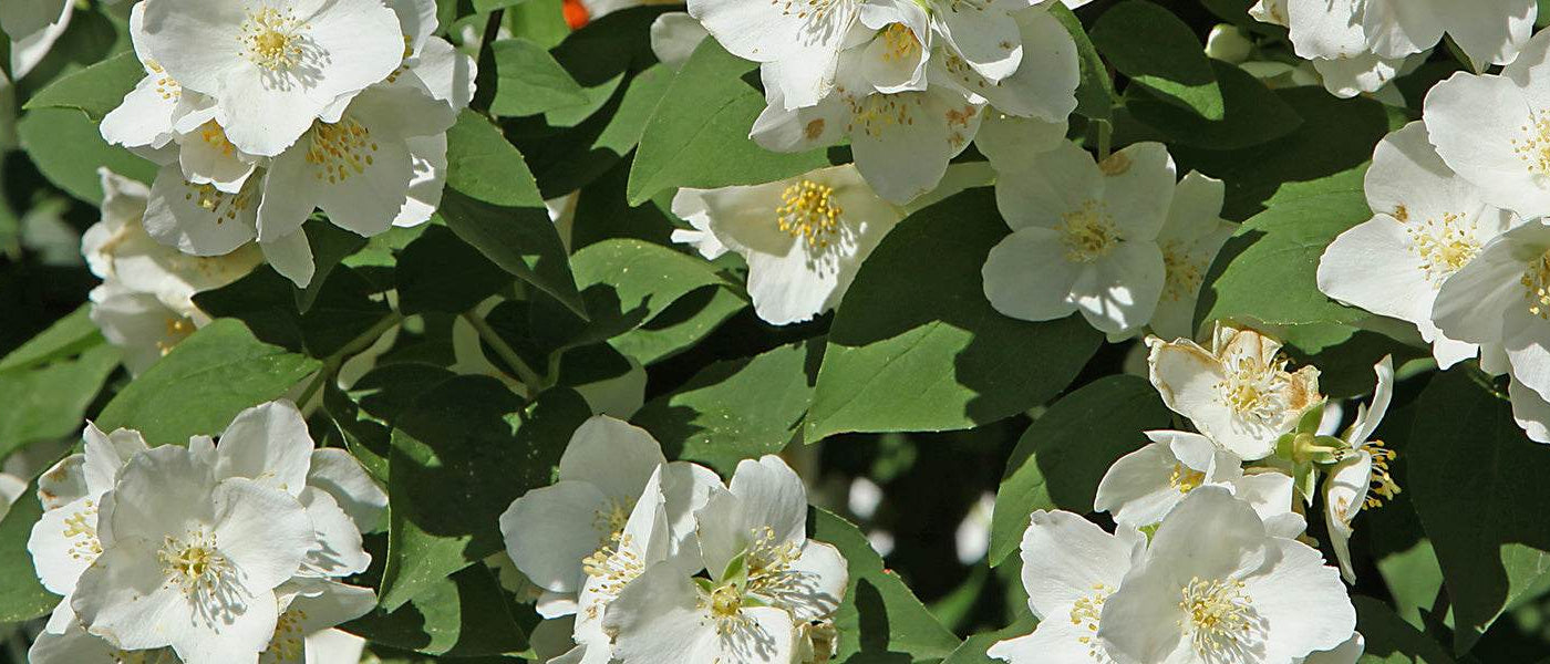 Falscher Jasmin