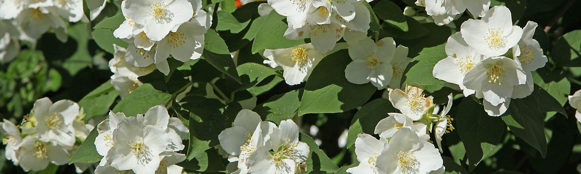 Falscher Jasmin