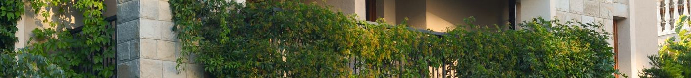 Balkon: Sichtschutzpflanzen