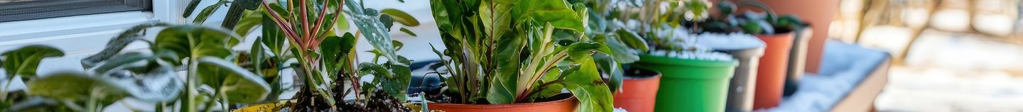 Balkon — robuste Pflanzen