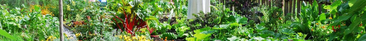 Gemüsegarten im Sommer