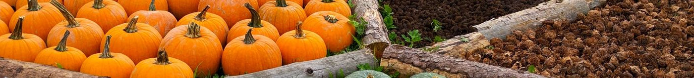 Herbstlicher Gemüsegarten