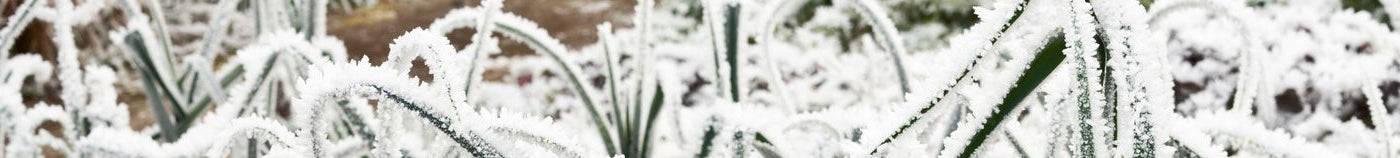 Gemüsegarten im Winter