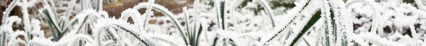 Gemüsegarten im Winter