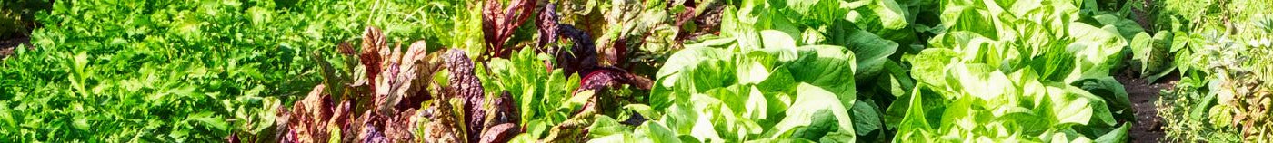 Bio-Gartenparadies