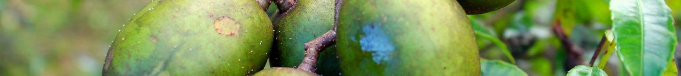 Exotische Schätze für den Gemüsegarten
