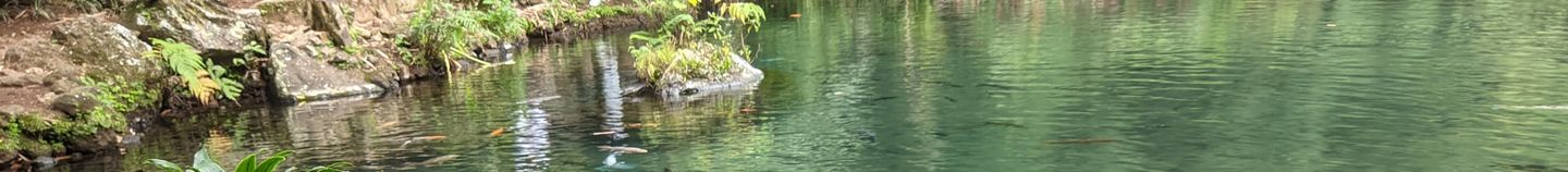 Pflanzen für den Teich: Tipps und Inspirationen