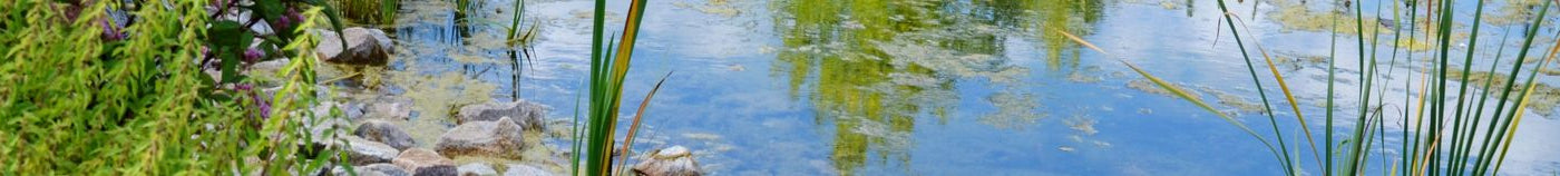 Natürlicher Teich