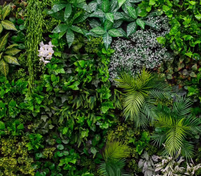 Pflanzen zur Wandbegrünung