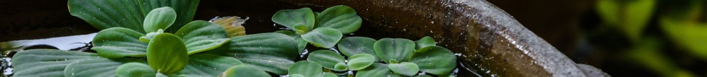 Teichpflanzen im Topf