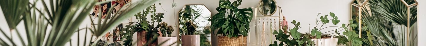 Trendige Zimmerpflanzen