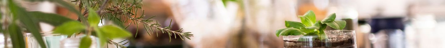 Pflanzen für den Indoor-Gemüsegarten