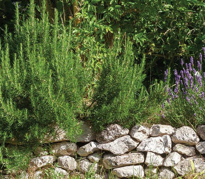 Pflanzen für Wege und Beete