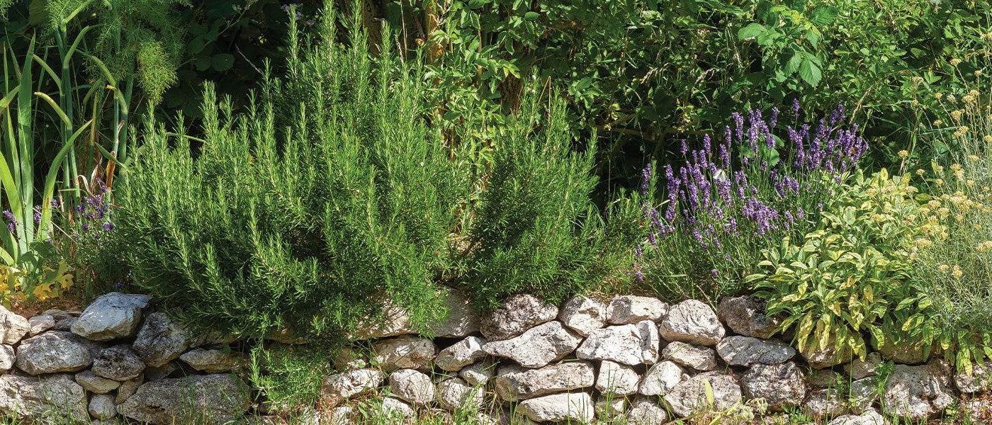 Pflanzen für Wege und Beete