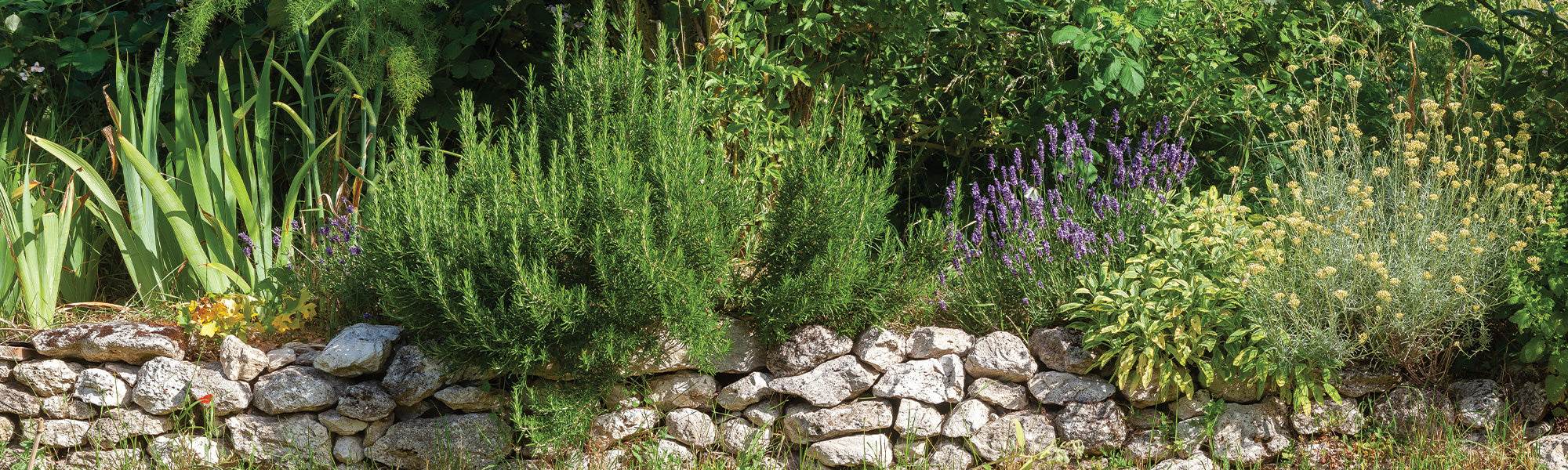 Pflanzen für Wege und Beete