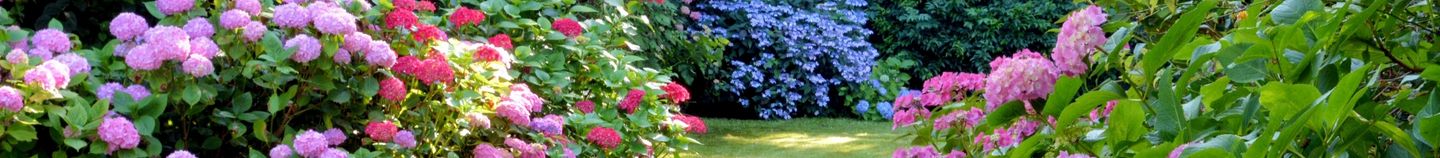 Pflanzen für einen gemäßigten Garten