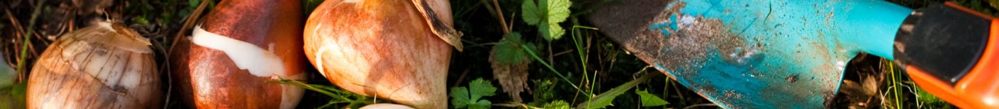 Blühender Garten je nach Jahreszeit