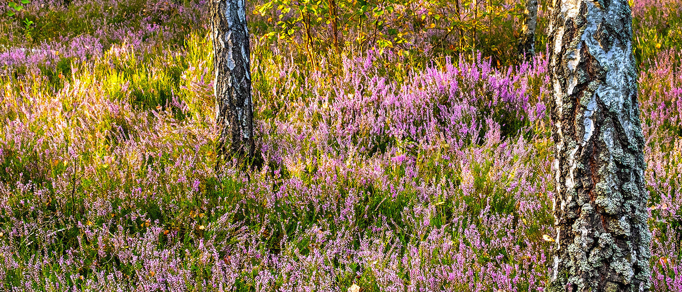 Ein Garten im Wald old