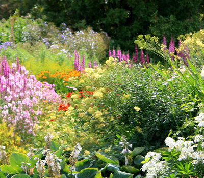 Ganzjährig blühender Garten