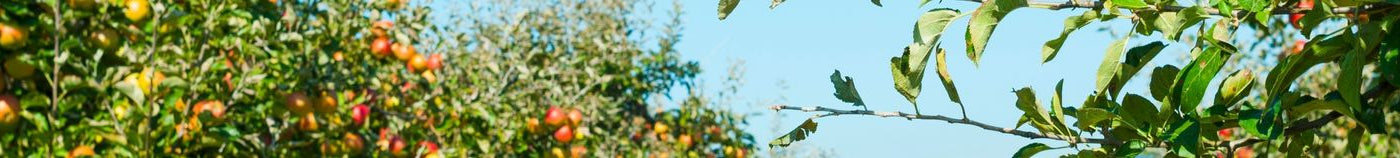 Obstbäume für Ihren Garten Eden