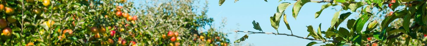 Obstbäume für Ihren Garten Eden